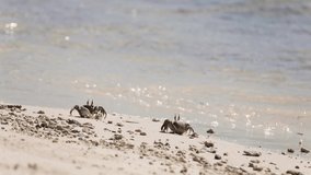 Horned ghost crab, Ocypode ceratophthalma