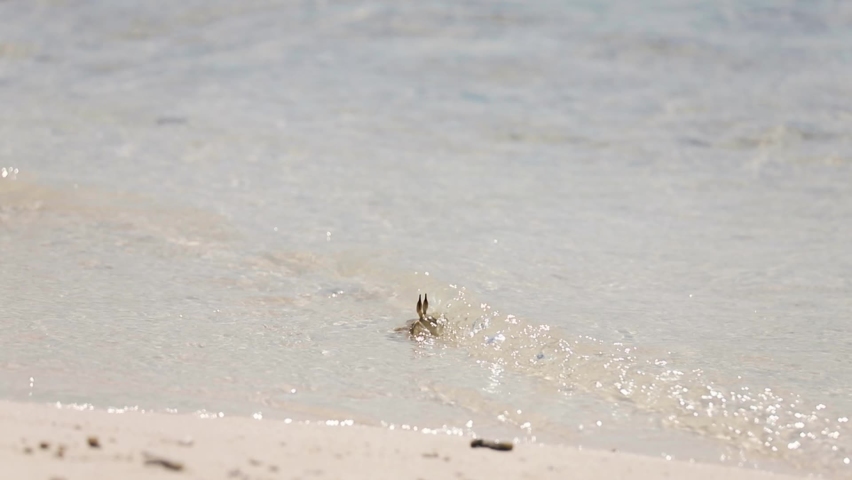 Horned ghost crab, Ocypode ceratophthalma