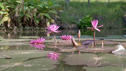 Pink lotus water lily flower and green leaves in pond blooming. Dolly move, close up, 10bit, 422, 50fps