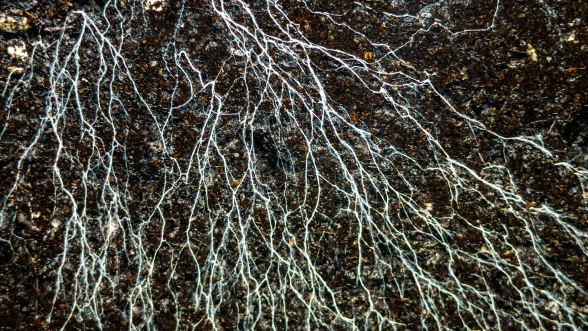 Champignon Mushroom Mycelium And Microorganisms Life in the Ground While Watering. Life Underground  | Shutterstock HD Video #1085441723