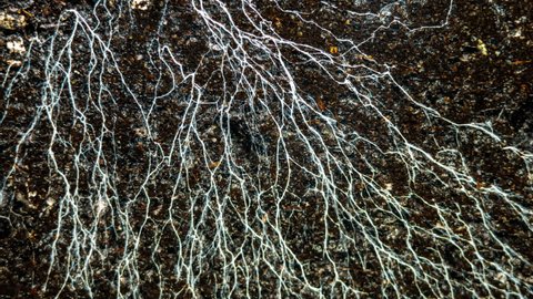 Champignon Mushroom Mycelium And Microorganisms Life in the Ground While Watering. Life Underground 