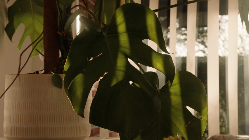 Beautiful Monstera Potted Plant Houseplant on a sunny day. Close Up Royalty-Free Stock Footage #1085445773