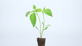 Plant seedling with soil and roots on isolated background