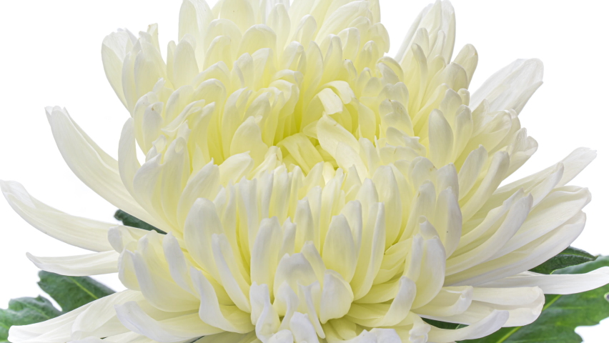 White Chrysanthemum flower opening close up . Wedding backdrop, Valentine