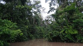 A river cruise along the Kinabatangan River is a unique experience in Sabah, Borneo. The beautiful river offers great opportunities to see amazing wildlife. 