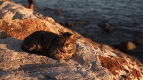 Close-up view 4k stock video footage of calm sleepy cute cat laying on huge stone on sunny summer sunset sea beach