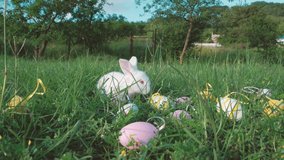 White Easter bunny collects yellow and pink eggs sitting on the grass. Happy Easter. 17 April
