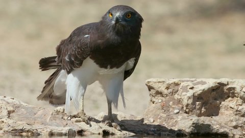 A black-breasted snake eagle (Circaetus gallicus) drinking water, Kalahari desert, South Africa