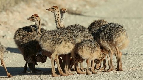 Brood of small ostrich (Struthio camelus) chicks in natural habitat, Kalahari desert, South Africa