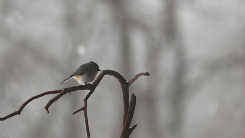 Footage of titmouse in the snow.
