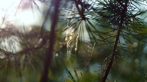 Wind swaying forest cobweb in sunshine spring countryside. Macro view spider cobweb on tree leaves in summer season countryside. Closeup cobweb on tree in summer season outdoors natural view.