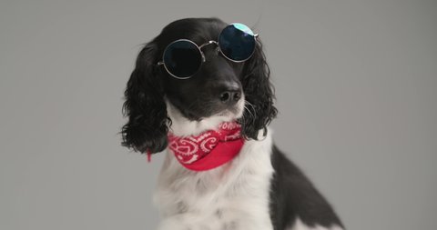 seated english springer spaniel dog is wearing sunglasses and a red bandana against gray studio background