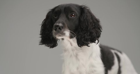 adorable english springer spaniel dog looking away then looking at the camera on gray background
