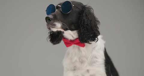 seated english springer spaniel dog looking away, wearing sunglasses and a red bowtie at neck