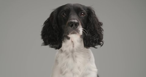 beautiful english springer spaniel dog sitting against gray background and looking at the camera