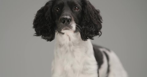 cute english springer spaniel dog looking at the camera against gray studio background