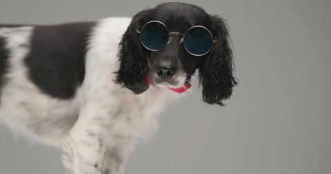 english springer spaniel dog standing one way and looking the other with his sunglasses on
