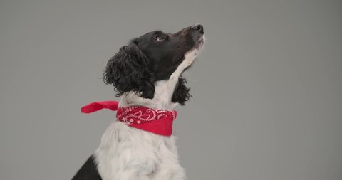 side view of a sweet english springer spaniel dog looking up, wearing a red bandana