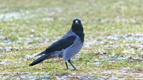 Hooded crow in the park, Corvus cornix