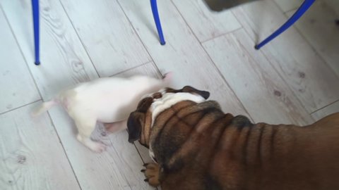 A mini bull terrier puppy plays with an adult English bulldog. two purebred dogs in one house. feed and vitamins for animals. animal overexposure services. hotel for pets. 