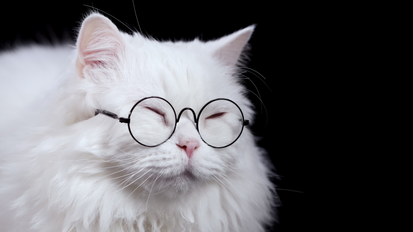 Fluffy white cat in glasses tired, sleepy kitty yawns, resting sitting on black background. Very boring, uninteresting. Scottish Highland straight funny grimace in slow motion. Royalty-Free Stock Footage #1085465543