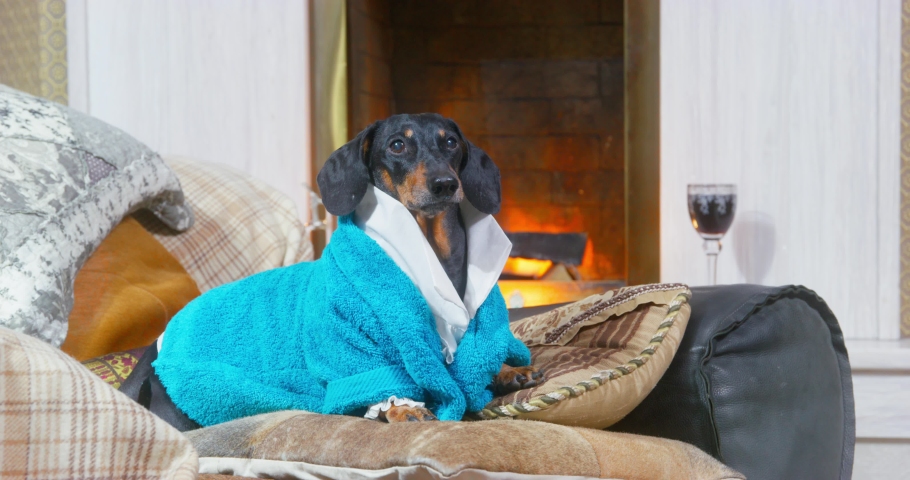Funny dachshund dog in blue terry dressing gown lies on sofa by the lit fireplace like real lord, barks to call servant and sneezes because of allergy or flu. Cozy home atmosphere Royalty-Free Stock Footage #1085465942