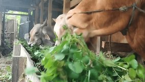 Cows eating grass, closeup animal video
