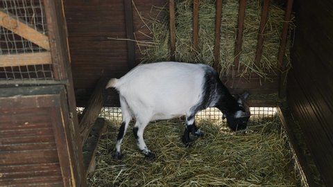Cute goat eating hay on the home farm.