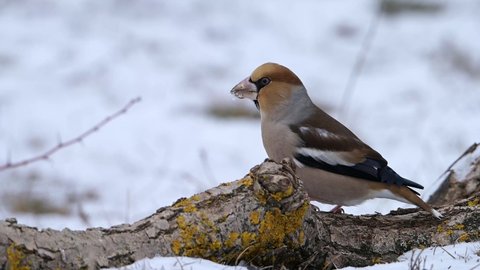 Hawfinch bird (Coccothraustes coccothraustes) eating seeds perched on a tree in the snow on a cold winter day.