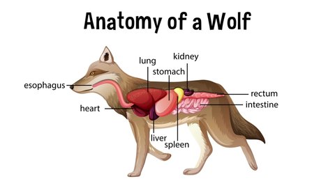 Animated internal anatomy of a wolf