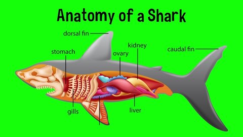 Animated internal anatomy of a shark
