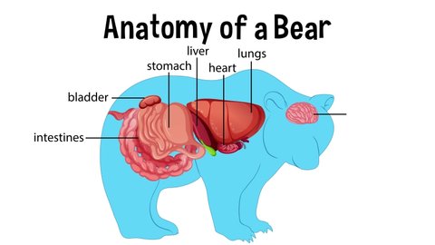 Animated internal anatomy of a bear