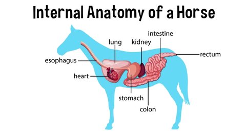 Animated internal anatomy of a horse