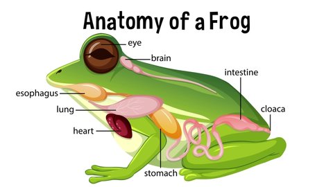 Animated internal anatomy of a frog