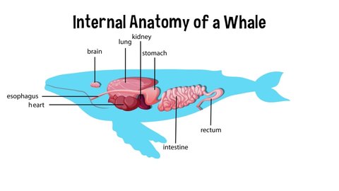 Animated internal anatomy of a whale
