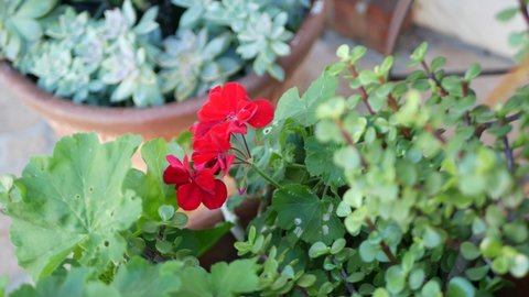 Red geranium flowers blossom, natural botanical close up background. Scarlet pelargonium bloom in flowerpot, mexican garden, home gardening in California, USA. Vivid flora. Vibrant juicy plant colors.