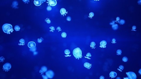 Beautiful jellyfish in the neon light in aquarium, nature background. High quality photo
