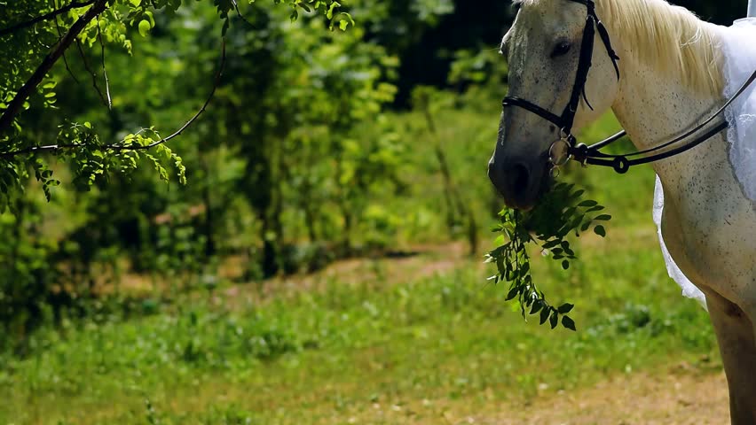 Bride on horse