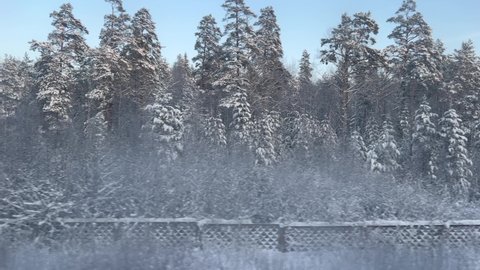 View of the winter forest landscape from the window of a moving train on a sunny day with parallax effect