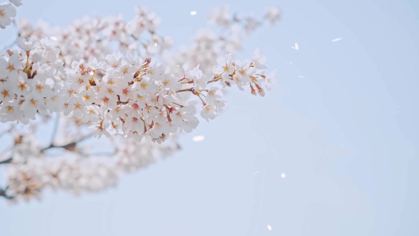 Falling cherry blossoms. Spring in Japan. Hanami. Royalty-Free Stock Footage #1085482055