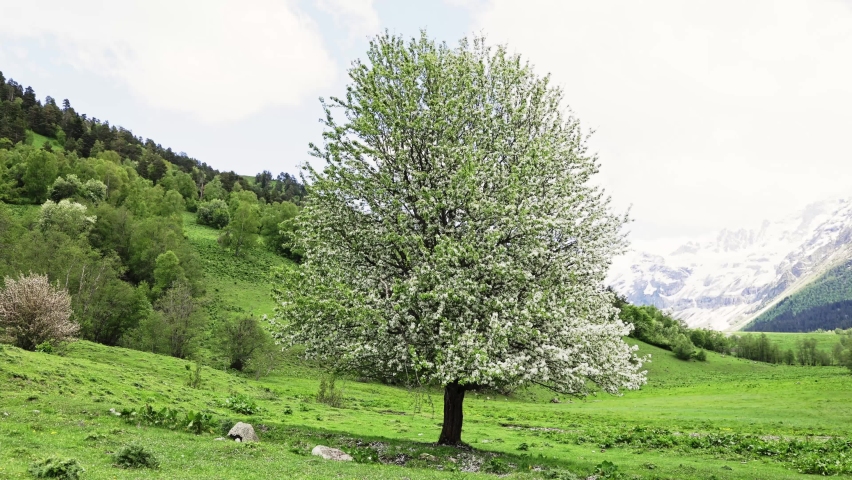 Lonely tree with flowers in the spring maountains
