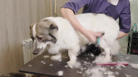 Professional woman groomer shaving or brushing dog with trimmer or furminator. Animal hair cut and pet care at home.