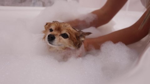 Hands of a young woman thoroughly wash a red dog with shampoo in a white bubble bath. Owner of a German spitz carefully washes the pet's fur