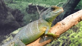 This is the video of weldlife animal lizard dragon beautiful video of the nature 
