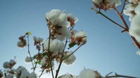 Mature bushes of high-quality cotton against a blue sky background. The cotton field is ready for harvesting. Agricultural industry.