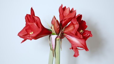 Time lapse footage of a blooming Amaryllis on white background