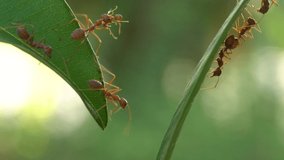 Ant bridge unity team,Concept team work together,Video footage show sacrifice of ant