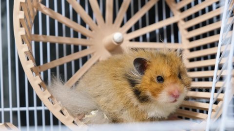 cute long haired syrian hamster hesitate to play with jogging wheel, hamster cage with exercise wheel