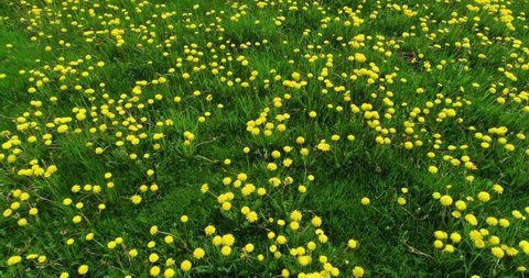 Movement above springtime grassland covered with blooming bright yellow Common dandelion, Taraxacum officinale flowers. Shot in Estonia, Northern Europe.