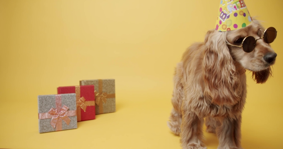 English Cocker Spaniel Wearing Party Hat and Many Gifts on a Yellow Background Royalty-Free Stock Footage #1085495777